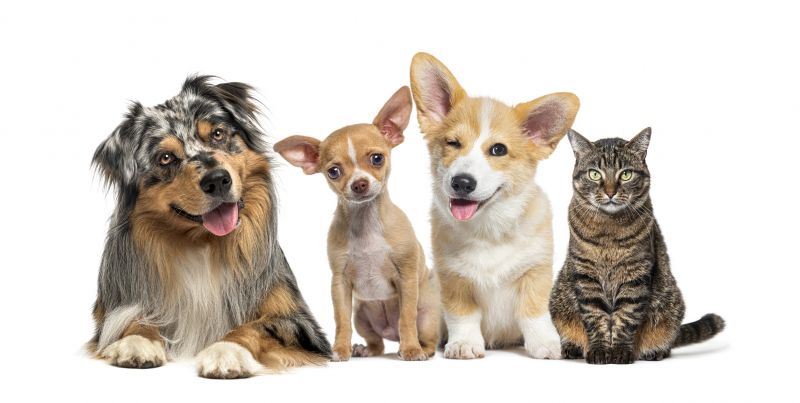 Pet Photos