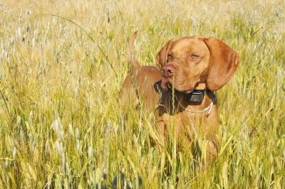 Pet Photos