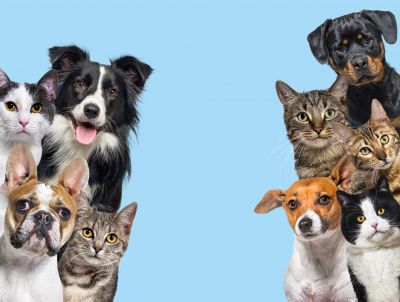 Local Pet Photos pros at work
